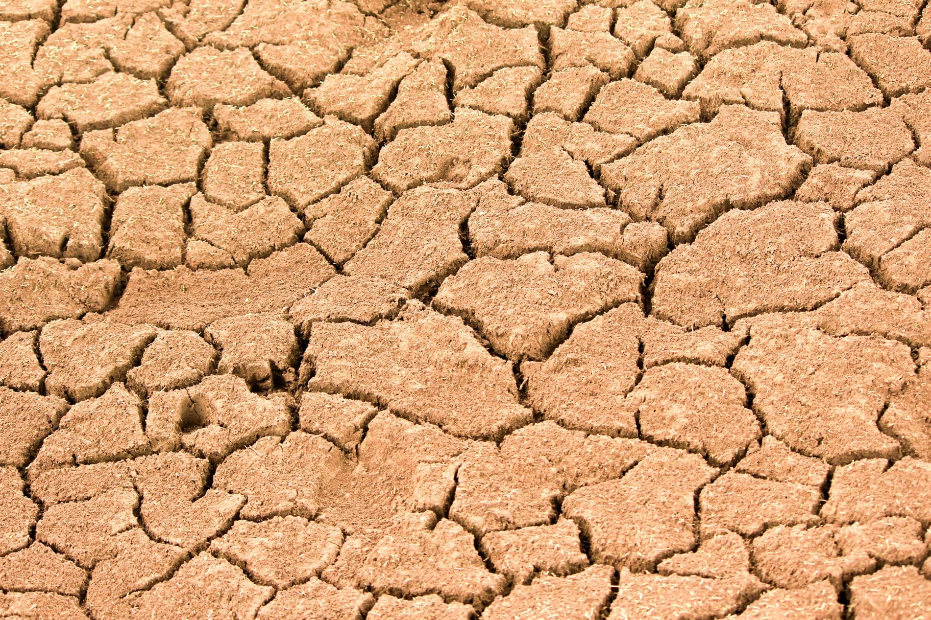 Drought-cracked earth